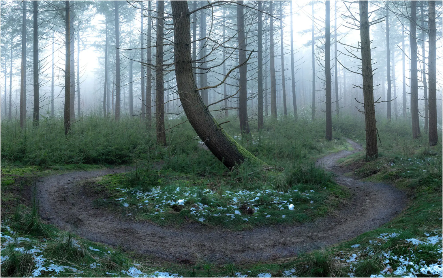 Boslandschap, Harald Harms