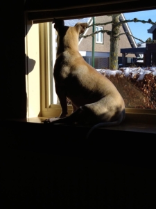 dog looking out the window