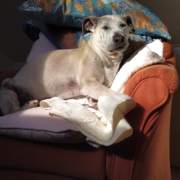dog sleeping
