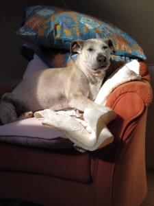 dog sleeping