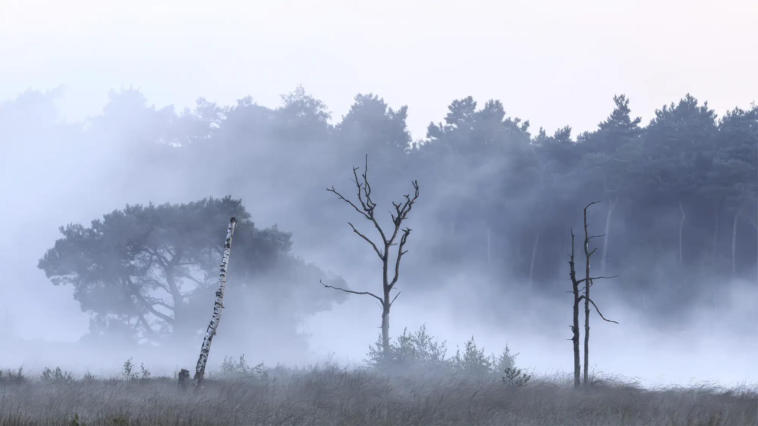 In de vroege ochtend mist