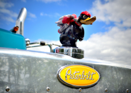 Peterbuilt US semi truck sky blue with custom daffy duck hood ornament in red racing scarf and hat