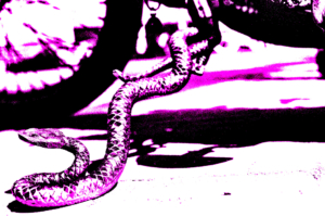 snake stand