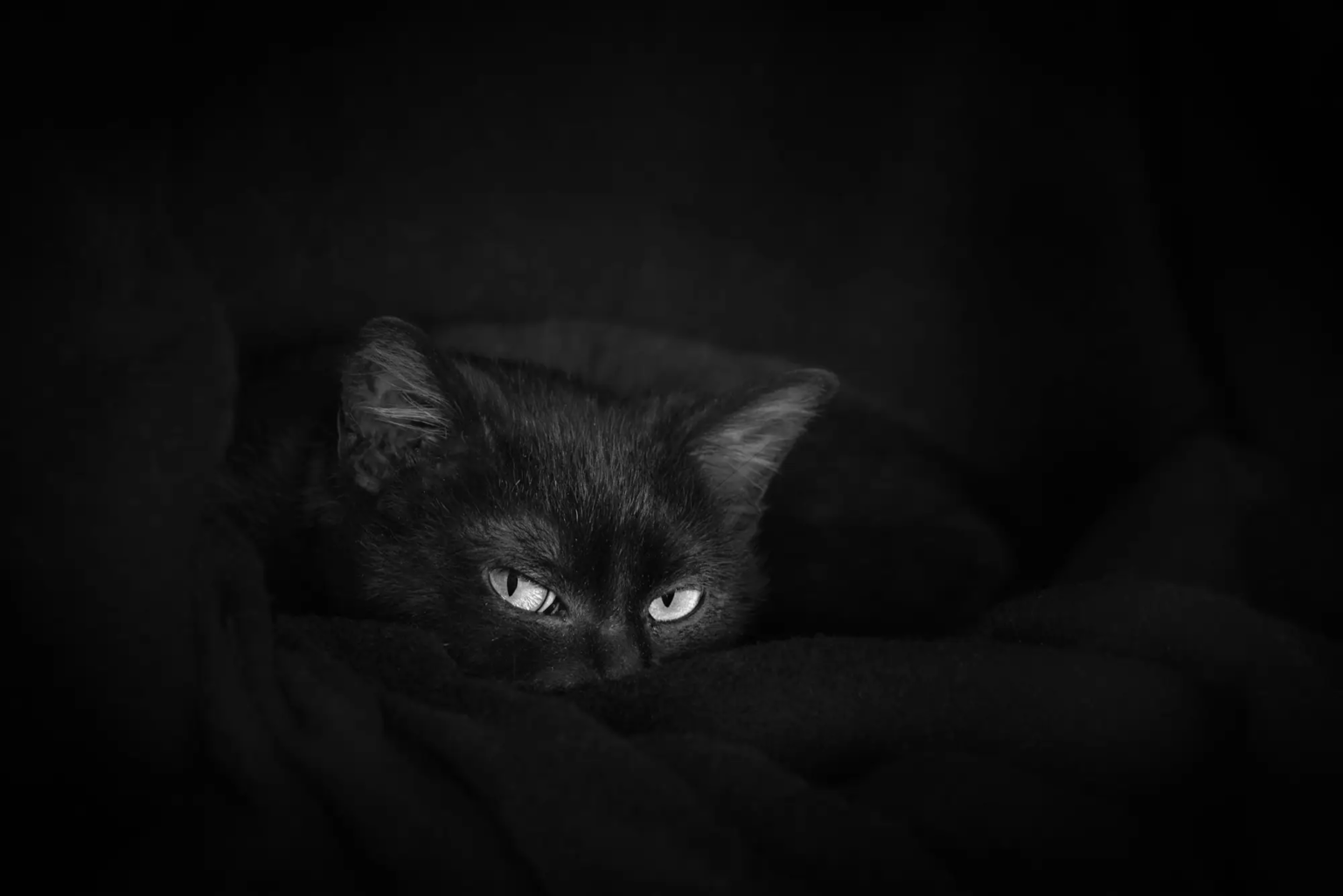 Zwarte Kat, Pieter Nuij