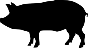 pig vector